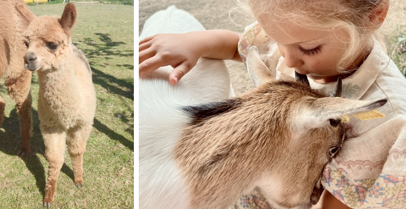 Cet été, animations gratuites pour les familles en visite libre dans les fermes de Justin, à Villette-de-Vienne, Charly et Feyzin