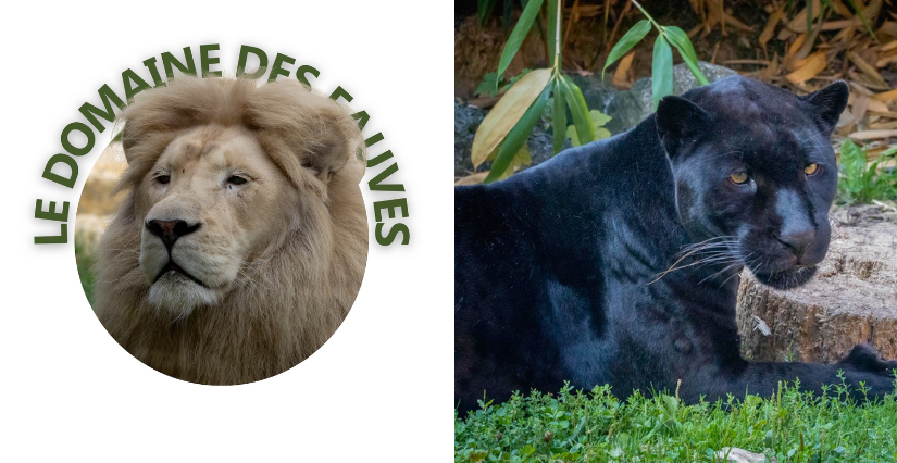 Profitez des vacances pour aller en famille à la rencontre des animaux, au Domaine des Fauves ! - Fitilieu - Les Abrets en Dauphiné