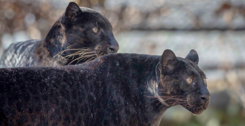 Nouveauté 2026 au Domaine des Fauves : découvrez les panthères noires dans leur nouvel enclos ! Fitilieu - Les Abrets en Dauphiné