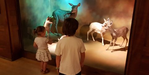 Le Muséum de Grenoble, visites et animations pour les enfants !