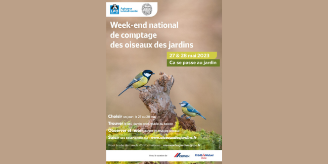 Participez en famille au comptage national des oiseaux des jardins