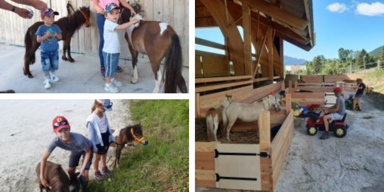 Ludiponey: dans la peau d'un soigneur avec les poneys miniatures