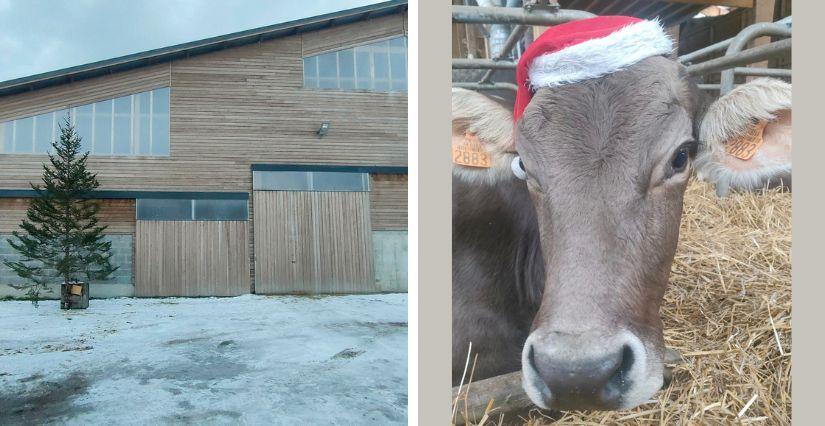 Profitez des vacances de Noël pour visiter la ferme pédagogique des Gentianes à Saint Andéol !