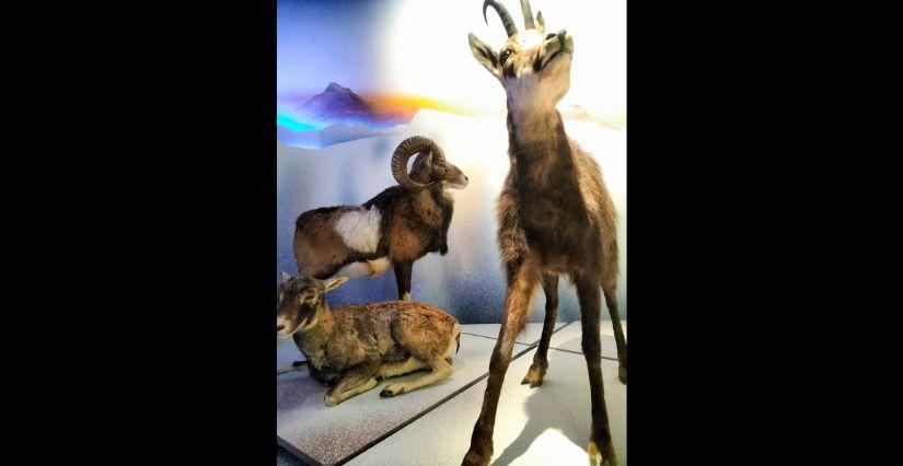 "Faune des Alpes", atelier famille au Musée de l'Ancien Évêché - Grenoble 