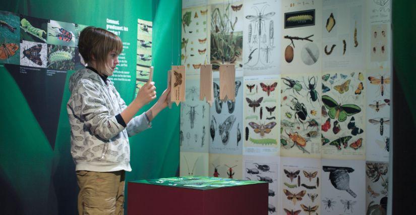 "Parlez-moi d'insectes", visite ludique et interactive autour des petites bêtes, au Grand Séchoir - Vinay