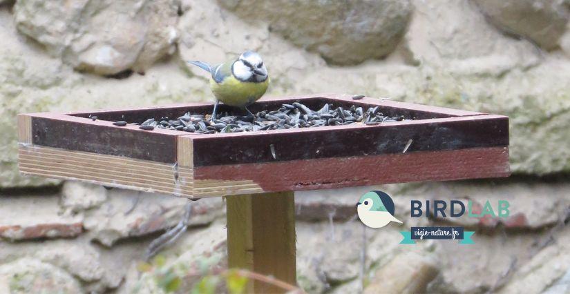 Observez la nature et les oiseaux avec Birdlab, au Musée Hector-Berlioz à la La Côte-Saint-André