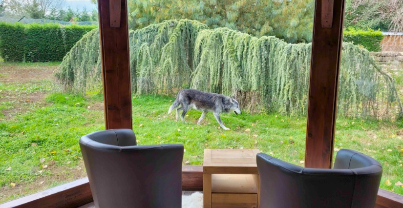 Domir au plus près des loups au Domaine des Fauves à Fitilieu - Les Abrets en Dauphiné
