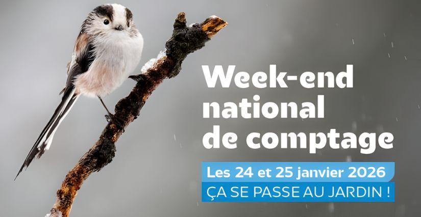 Participez en famille au comptage national des oiseaux des jardins !