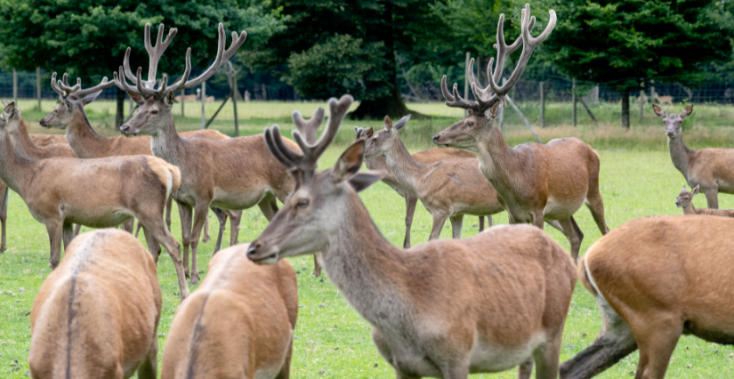 "Au cœur du brame", observation des cervidés de la réserve animalière au Domaine de Vizille