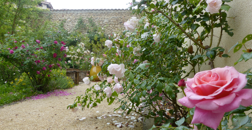 "Danser le vivant", atelier à la découverte de la rose et de la sauge au Musée de Saint-Antoine-L'Abbaye