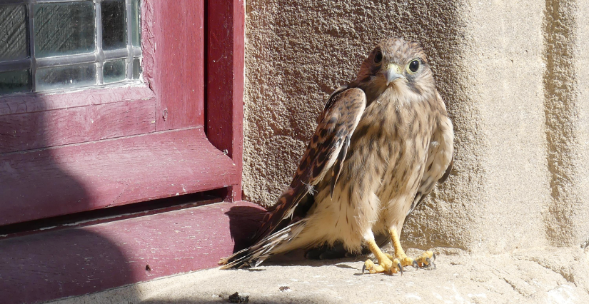 "À la découverte des oiseaux du printemps", balade ornithologique au Musée de Saint-Antoine-L'Abbaye