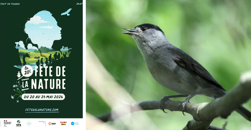 Concerto pour oiseaux, animation nature à Jarrie