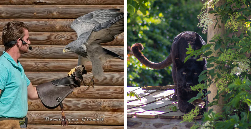 Les animations de l'été au Domaine des Fauves - Fitilieu - Les Abrets en Dauphiné