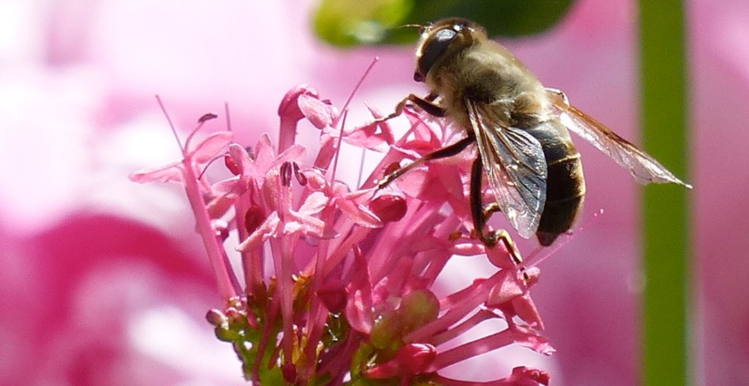 "SOS Mélie, une abeille en détresse", histoire racontée en kamishibaï et atelier de confection de bougies, au Musée de Saint-Antoine-L'Abbaye