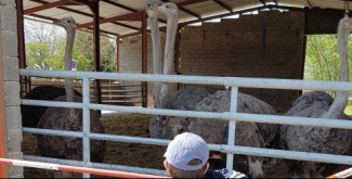 Ferme du Père Louis élevage autruches ferme pédagogique sortie acitivités enfants Vézeronce-Curtin Isère 